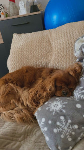 Photo de galerie - J’ai une chienne qui accepte les autres elle est très sociable 