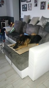 Photo de galerie - Le canapé c est pas pour les chiens ?? 