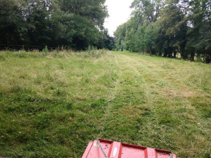 Photo de galerie - Tonte de pelouse - Débroussaillage