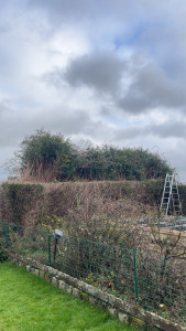 Photo de galerie - Rabattage d’une haie de thuya 