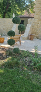 Photo de galerie - Taille de buis boule terminé. 