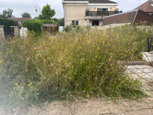 Photo de galerie - Tonte de pelouse - Débroussaillage