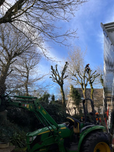 Photo de galerie - Taille en tête de chat sur des chaînes pédonculé (éloignement des cables télécom)