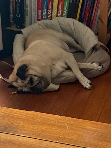 Photo de galerie - Garde chien