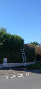 Photo de galerie - Taille de haies et d'arbustes