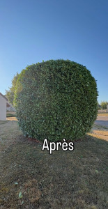 Photo de galerie - Taille de laurier après 
