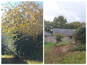 Photo de galerie - élagage d'un noisetier et bout d'une haie.