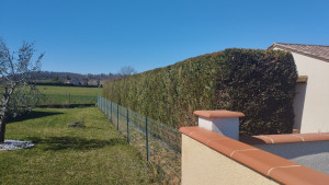 Photo de galerie - Taille de haies et d'arbustes