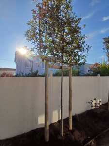 Photo de galerie - Plantation d'arbre et tuteurage.
