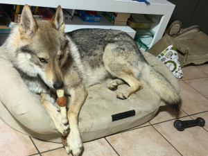 Photo de galerie - Garde d’un chien loup tchèque à la maison ! ?