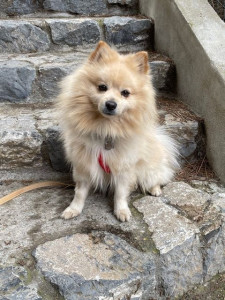 Photo de galerie - Ruby en balade sur la falaise 2024