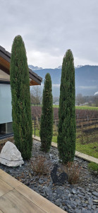 Photo de galerie - Taille Cyprès de Provence 