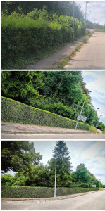 Photo de galerie - Rabattage et taille de haie 