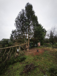 Photo de galerie - Elagage et coupe d'arbres