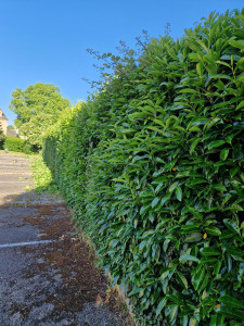 Photo de galerie - Espace vert 