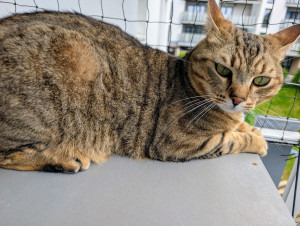 Photo de galerie - Visite et soin de Sunny pendant les vacances de sa maîtresse 