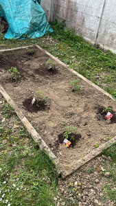 Photo de galerie - Plantation de tomates ? 
