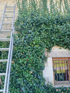 Photo de galerie - Enlever lierre sur un mur