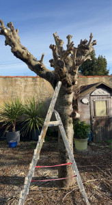 Photo de galerie - Elagage et coupe d'arbres