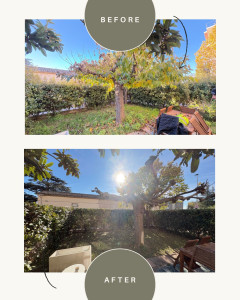 Photo de galerie - Réalisation d’une prestation de taille d’une Haie.