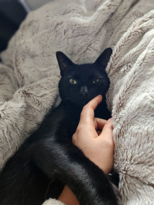 Photo de galerie - Mon batman ! Un chat qui m'a adopté malgré un lourd passé.. il a débarqué chez moi un jour, blessé, très sauvage et amaigri. Je l'ai soigné sans savoir s'il allait resté. 4 ans après, il est toujours là ! J'ai toujours eu des chats et je les adore !

