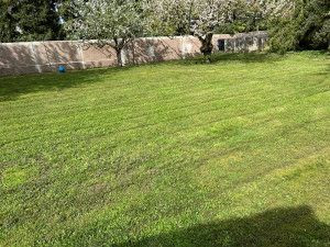 Photo de galerie - Pelouse Tondu+ contour d'arbre + ramassage 