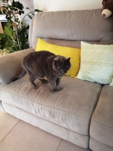 Photo de galerie - Garde chat