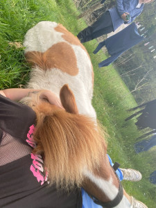 Photo de galerie - Moment câlin avec notre poney
