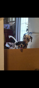 Photo de galerie - Que des animaux heureux ❤️