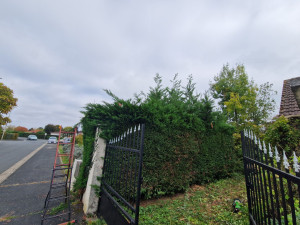 Photo de galerie - Cet haie , non entretenu depuis un an environ, avait un grand besoin d'être entretenu. 
Voici la photo avant notre intervention.