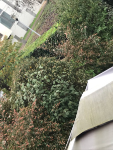 Photo de galerie - Tonte de pelouse - Débroussaillage