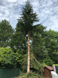 Photo de galerie - élagage d'arbre et abattage de sapin