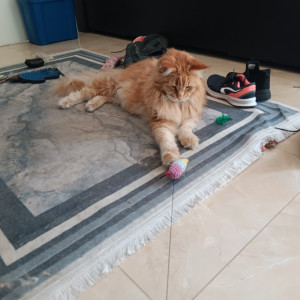 Photo de galerie - Garde chat