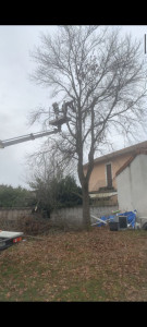 Photo de galerie - Taille d'arbre 