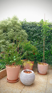 Photo de galerie - Installation des pots, plantations, aménagement de terrasse. Installation d'arrosage automatique 