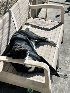 Photo de galerie - Garde de chien 