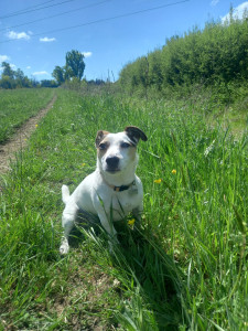 Photo de galerie - Promenade de mon adorable sweepea ?