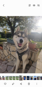 Photo de galerie - Garder des chien