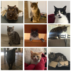 Photo de galerie - Animaux gardés