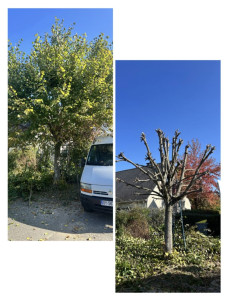 Photo de galerie - Elagage et coupe d'arbres