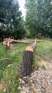 Photo de galerie - Abattage d’arbres 