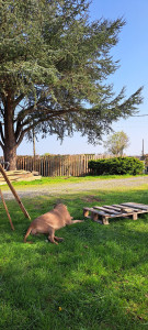 Photo de galerie - Clôtures en cours de réalisation 