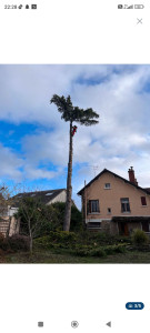 Photo de galerie - Arbre dangereux