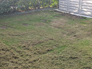 Photo de galerie - Voici ce que je sais faire 
tonte de plouz , scarificateur taille de haie soufflé les feuille et petit plantation 
