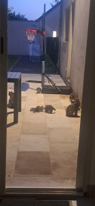 Photo de galerie - Voici deux mamans chats avec leur 6 bébés dont je prends soins