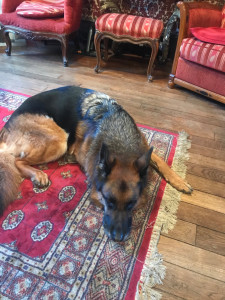 Photo de galerie - Garde chien