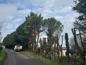 Photo de galerie - élagage 