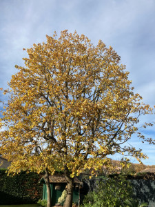 Photo de galerie - Diminution de volume et sélection de branches sur un Chêne 