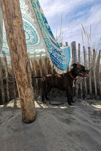 Photo de galerie - Promenade de vos boules de poils 