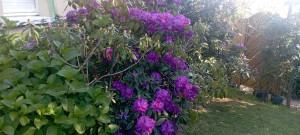 Photo de galerie - Rhododendron 